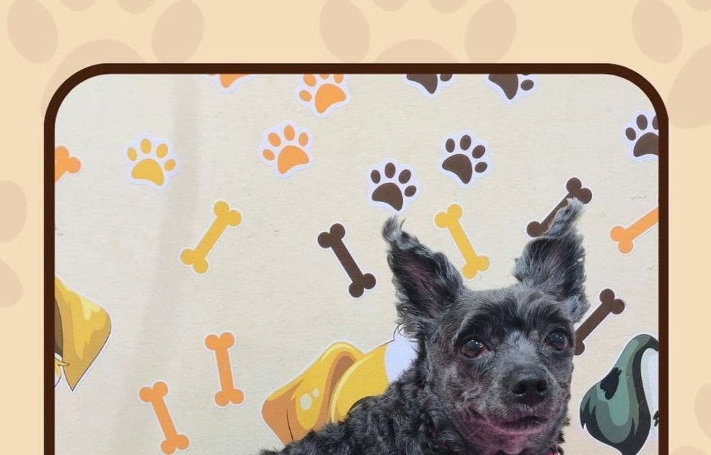 Pet Shop Lorena