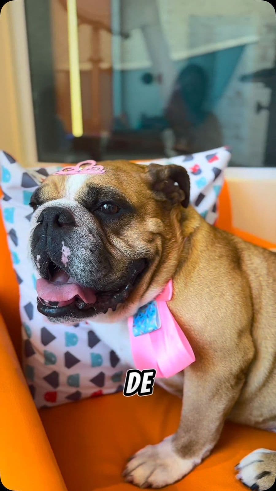 Ubixu Pet Store | Pet Shop, Banho e Tosa em São José dos Campos