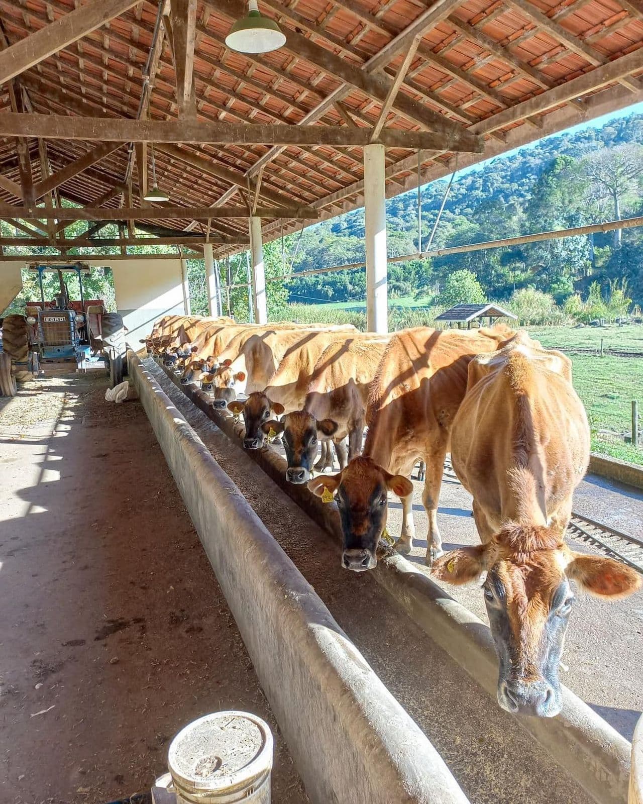 Eisland Gelatos da Fazenda