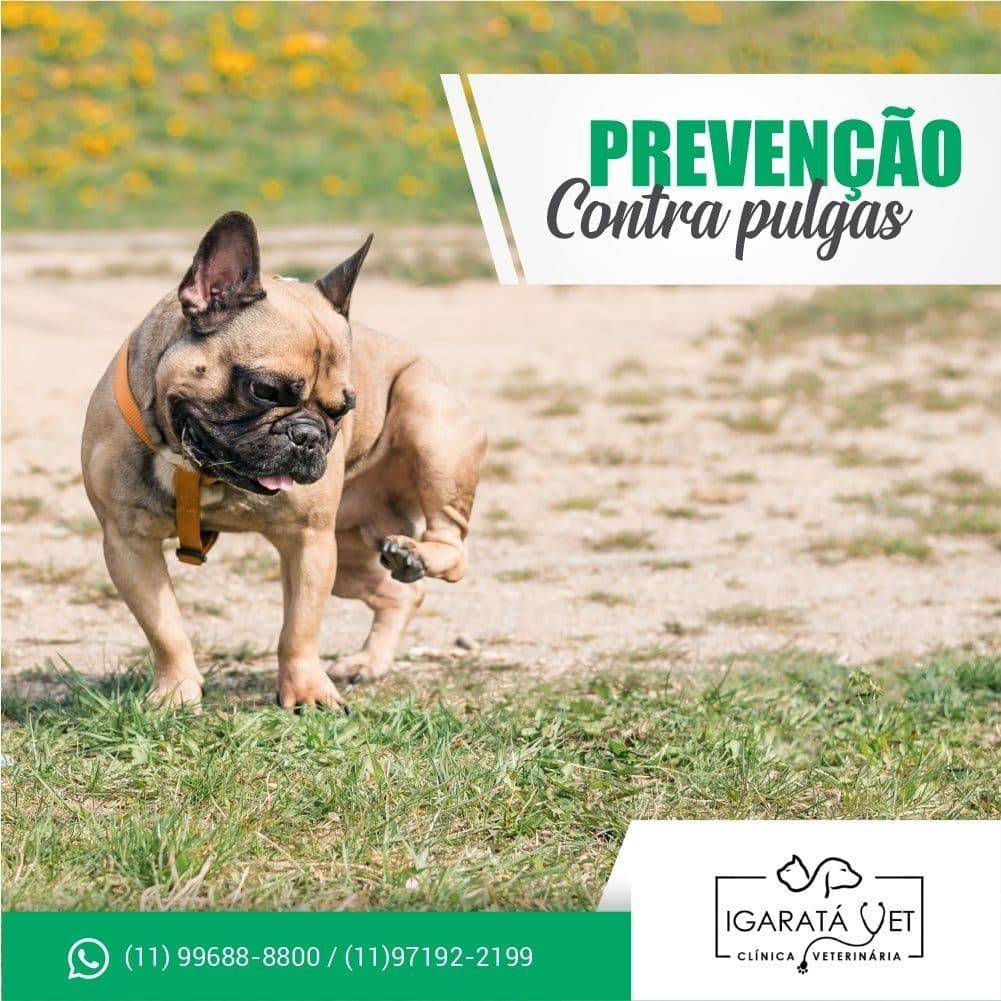 Igaratá VET Clínica Veterinária