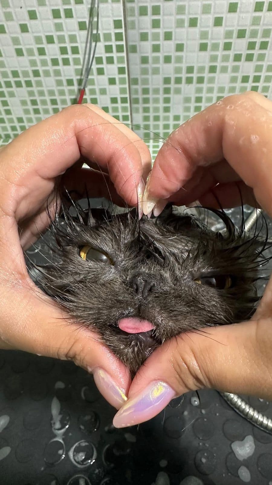 Cães e Mimos Petshop