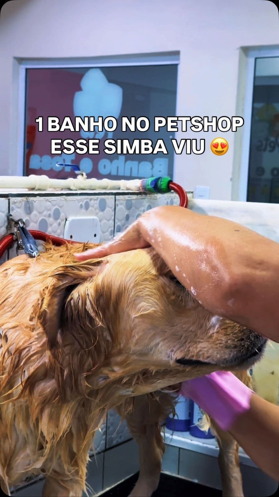 Pets: Cães, Gatos & Você