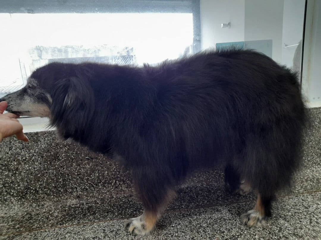 BOM PRA Cachorro